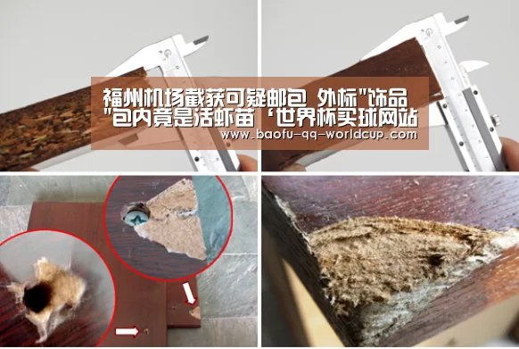 福州机场截获可疑邮包 外标饰品包内竟是活虾苗‘世界杯买球网站’(图4) 世界杯投注