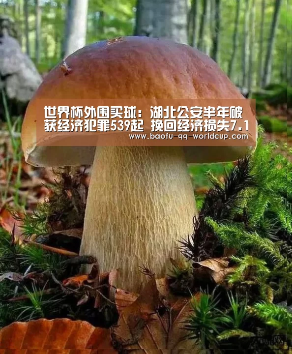 世界杯外围买球