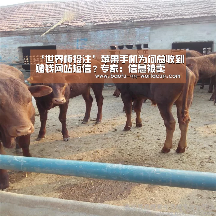 ‘世界杯投注’苹果手机为何总收到赌钱网站短信?专家:信息被卖(图2) 世界杯投注